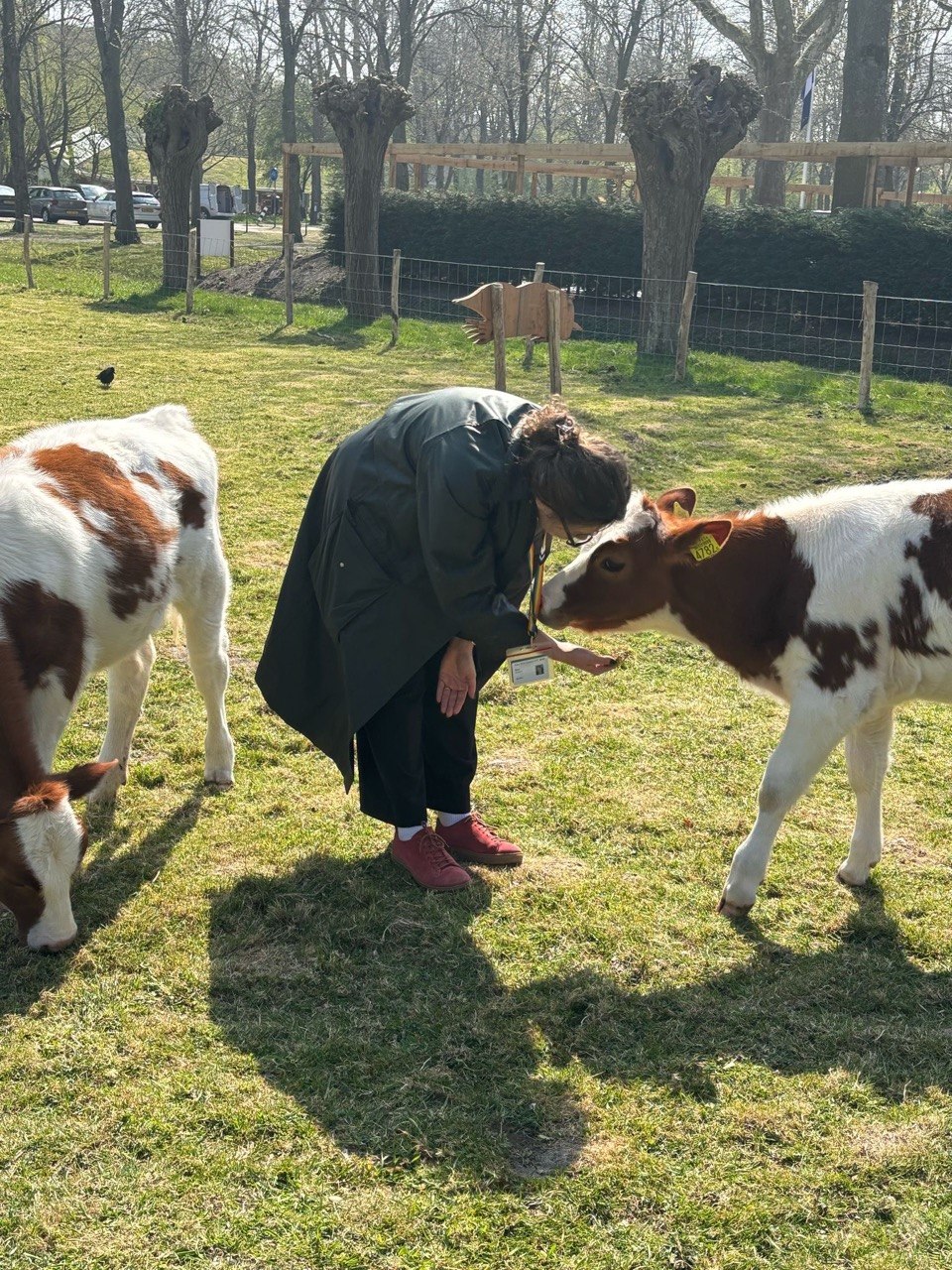 Elena in a dark coat and red shoes feeding a calf in a Dutch field.